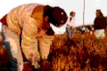 Farmworkers_th